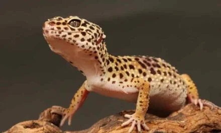 How to Handle & Bond with Your Leopard Gecko