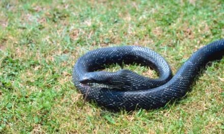Tips for keeping a Black Rat Snake as a pet