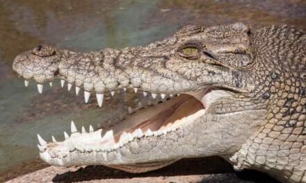 Can you keep saltwater crocodiles as pets?
