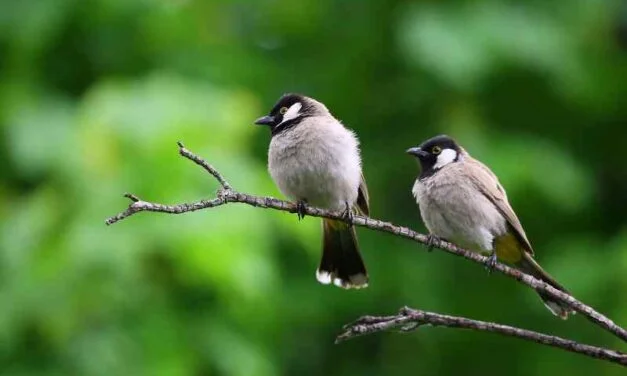 Visited a Bird Sanctuary at the Zoo
