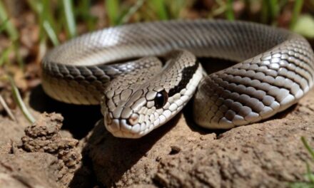 Get to Know the California Striped Racer: A Comprehensive Look