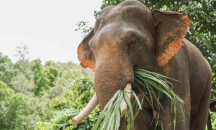 Why Elephants Need So Much to Eat: Understanding Their Diet