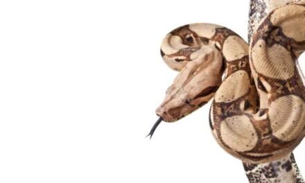 Can I have the Hog Island Boa as a pet?