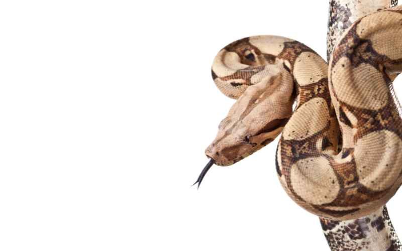 Can I have the Hog Island Boa as a pet?