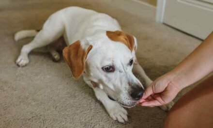 What do Dogs normally like to eat?