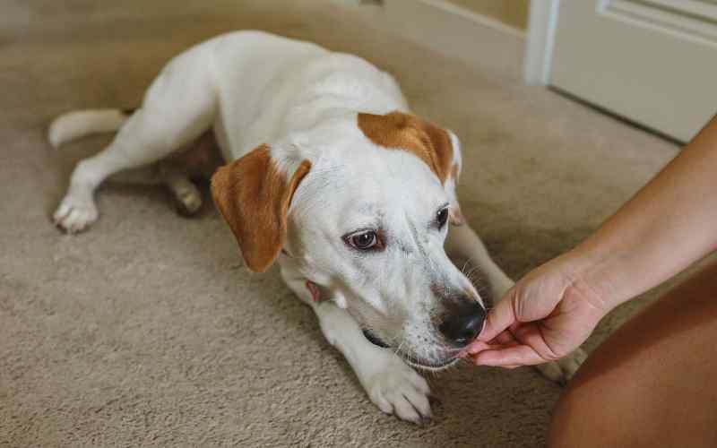 What do Dogs normally like to eat?