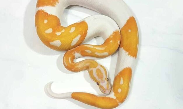 Can I have a Ball Python as a pet?