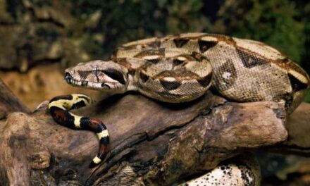 How to handle the Hog Island Boa?