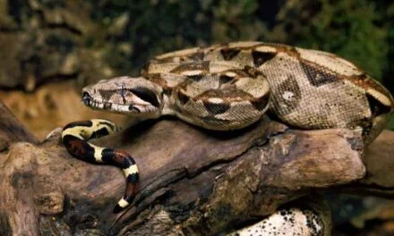 How to handle the Hog Island Boa?