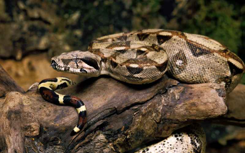 How to handle the Hog Island Boa?