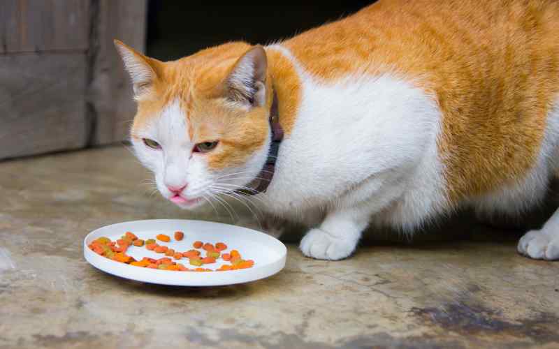 what-do-domestic-cats-eat