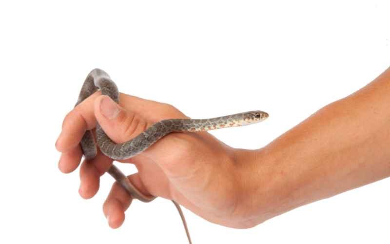 The Blue Racer Snake: An Introduction to a Fascinating Species