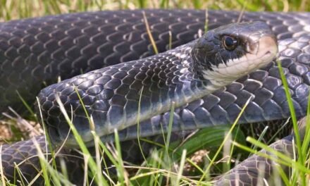 Community Resources for Blue Racer Snake Owners