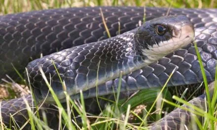 Community Resources for Blue Racer Snake Owners