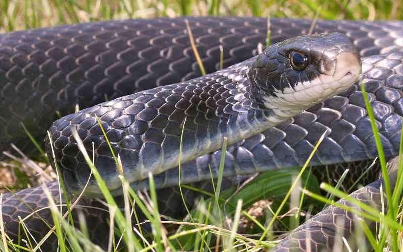 Community Resources for Blue Racer Snake Owners