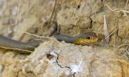 The Life Cycle of the Blue Racer Snake: From Birth to Maturity