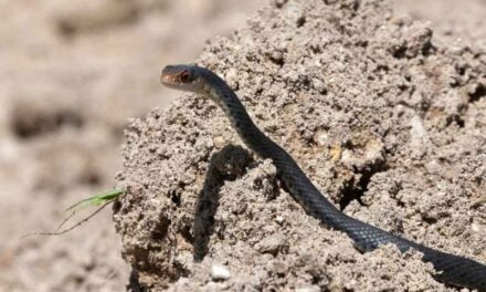 Blue Racer Snake vs. Other North American Snakes: How to Tell Them Apart