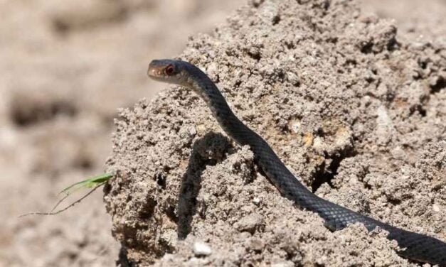 Blue Racer Snake vs. Other North American Snakes: How to Tell Them Apart