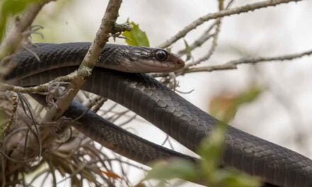 Blue Racer Snake Bites: Symptoms, Treatment, and Prevention Tips