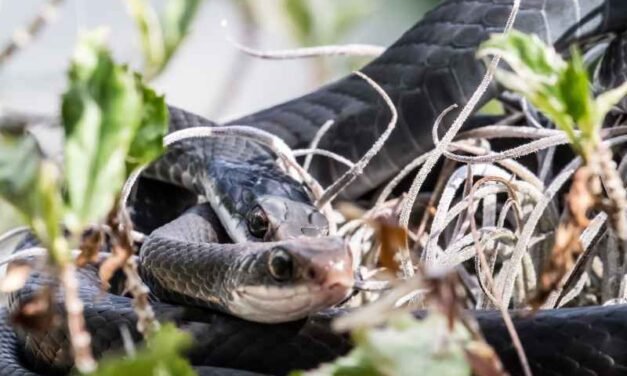 The Pros and Cons of Keeping Blue Racer Snakes as Pets