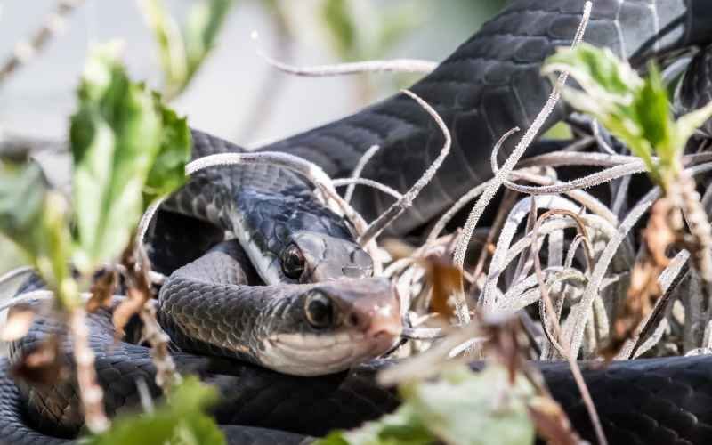 The Pros and Cons of Keeping Blue Racer Snakes as Pets