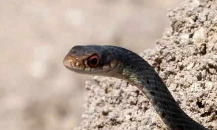 Common Health Problems of Blue Racer Snakes: Prevention and Treatment