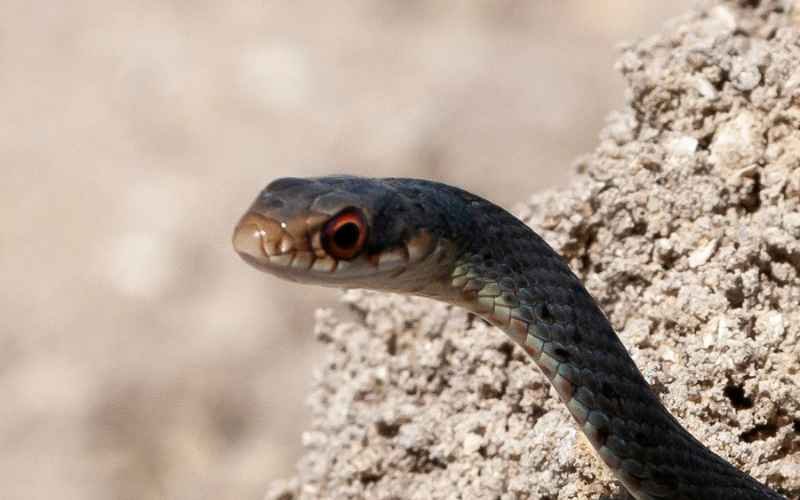 Common Health Problems of Blue Racer Snakes: Prevention and Treatment