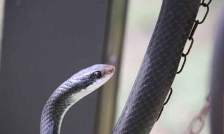 Training and Handling Blue Racer Snakes: Tips for Safe Interaction