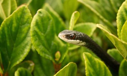Socializing Blue Racer Snakes: How to Provide Enrichment and Stimulation
