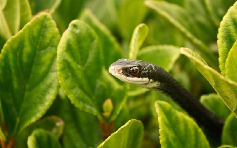 Socializing Blue Racer Snakes: How to Provide Enrichment and Stimulation