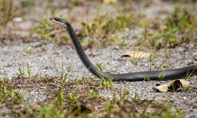 Breeding Blue Racer Snakes: Opportunities and Risks