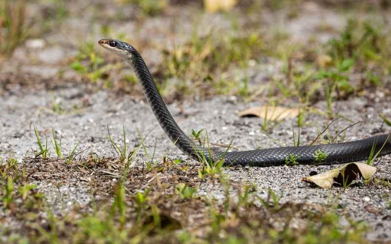 Breeding Blue Racer Snakes: Opportunities and Risks