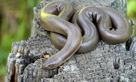 Tips for keeping a Rubber Boa as a pet