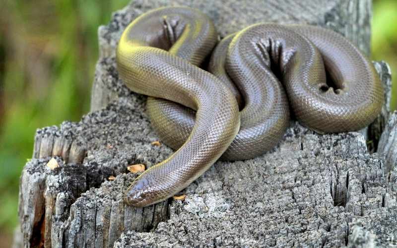 Tips for keeping a Rubber Boa as a pet