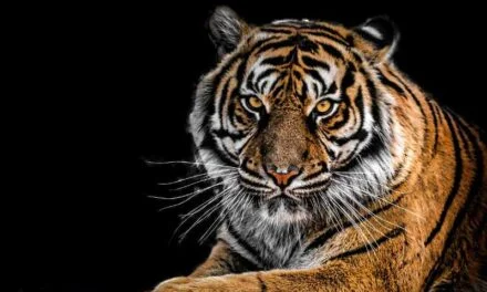 The physical characteristics and behavior of tigers