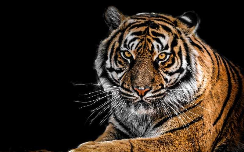 The physical characteristics and behavior of tigers