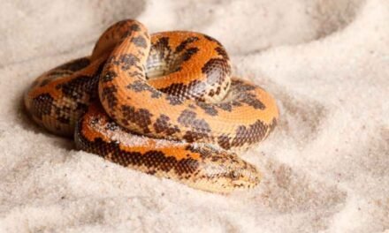 Benefits of Keeping a Kenyan Sand Boa as a Pet