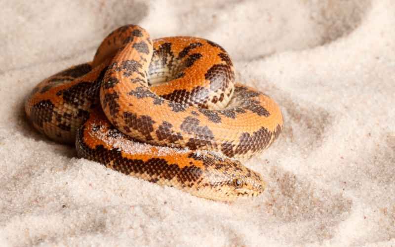 Benefits of Keeping a Kenyan Sand Boa as a Pet