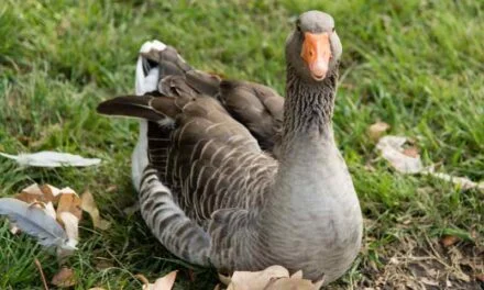 The habitat and diet of Greater White-fronted Goose