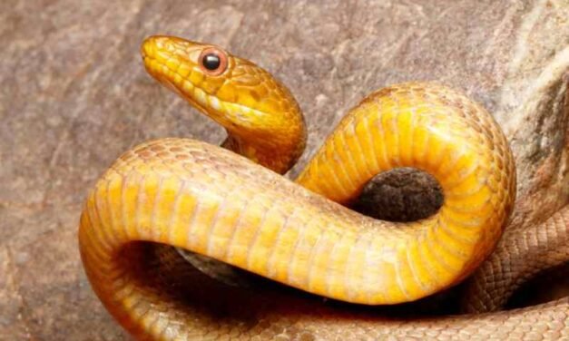 How to Identify a Yellow Rat Snake: Physical Characteristics and Habitat