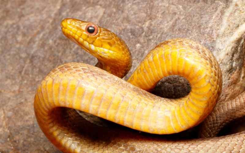 How to Identify a Yellow Rat Snake: Physical Characteristics and Habitat