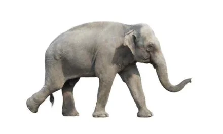 Elephant Experience: Interacting with These Gentle Giants