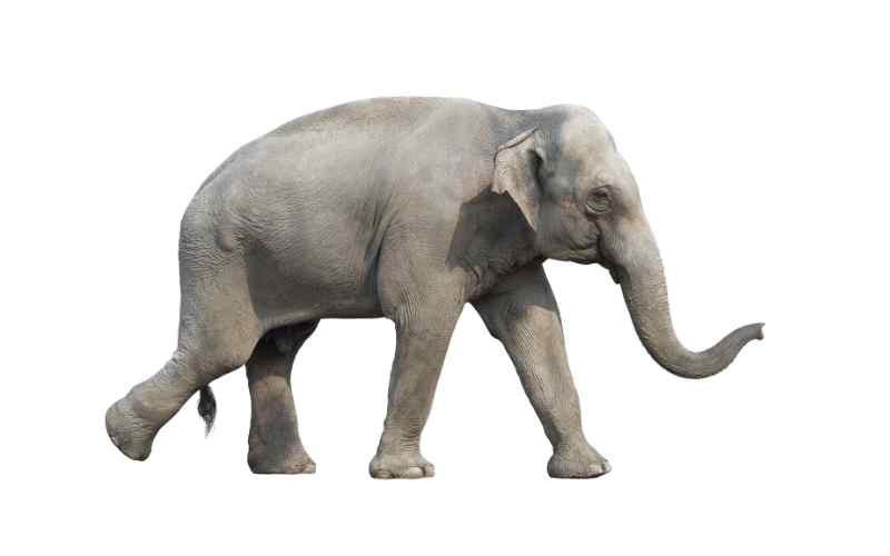 Elephant Experience: Interacting with These Gentle Giants