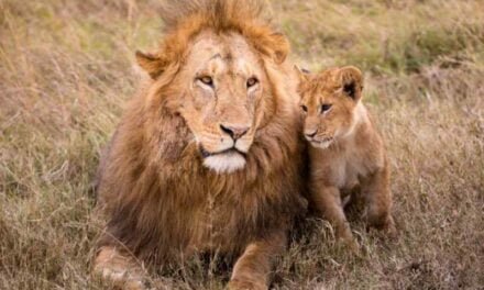 Roars and Growls: Experiencing Lions at the Zoo