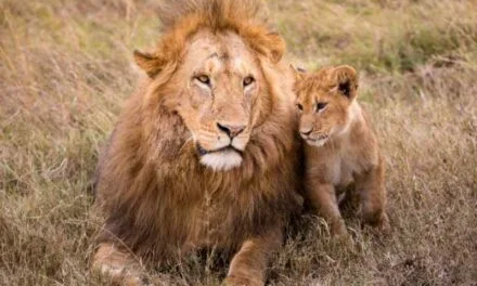 Roars and Growls: Experiencing Lions at the Zoo