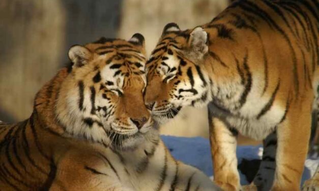 A Thrilling Adventure: Observing Tigers at the Zoo