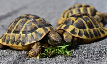 Get Up Close and Personal with Turtles