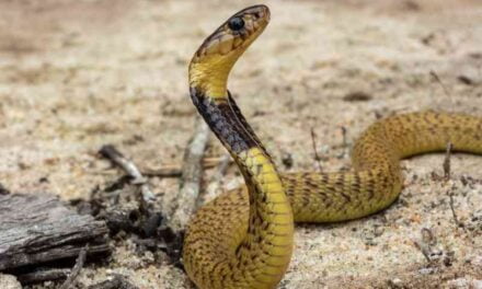 What to do if you encounter a Cape Coral Cobra in your backyard or garage.