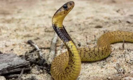 What to do if you encounter a Cape Coral Cobra in your backyard or garage.