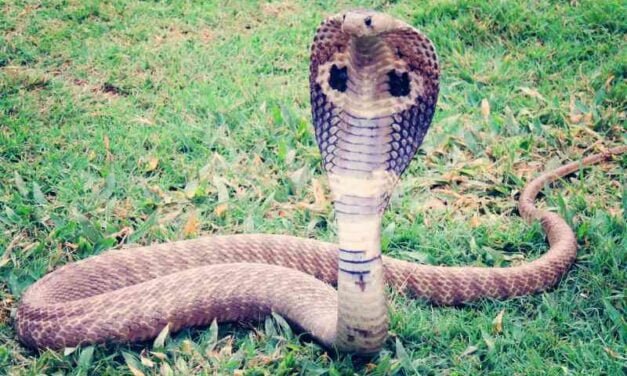 The Amazing Adaptations and Behavior of the Egyptian Cobra